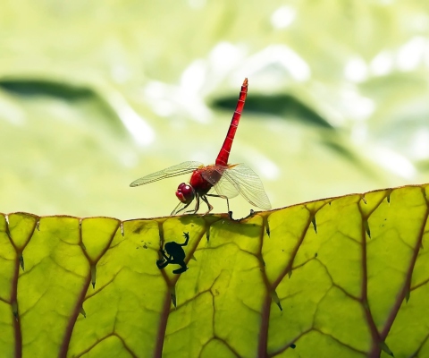 Screenshot №1 pro téma Dragonfly On Green Leaf 480x400