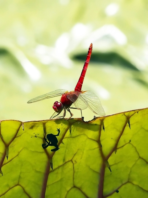 Dragonfly On Green Leaf screenshot #1 480x640