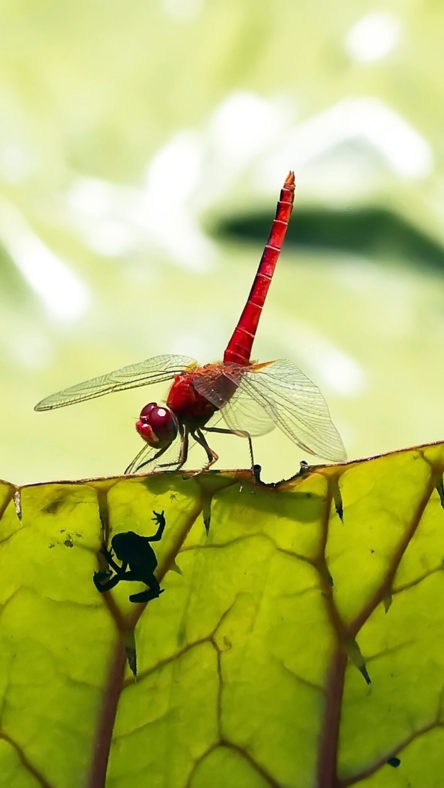 Dragonfly On Green Leaf screenshot #1 640x1136