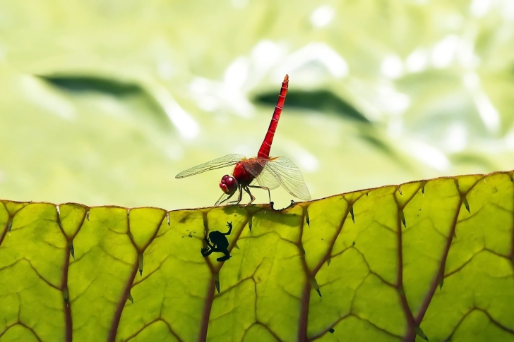 Обои Dragonfly On Green Leaf