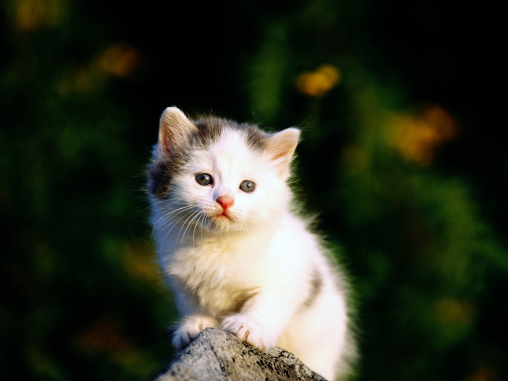 White Kitten wallpaper 1024x768