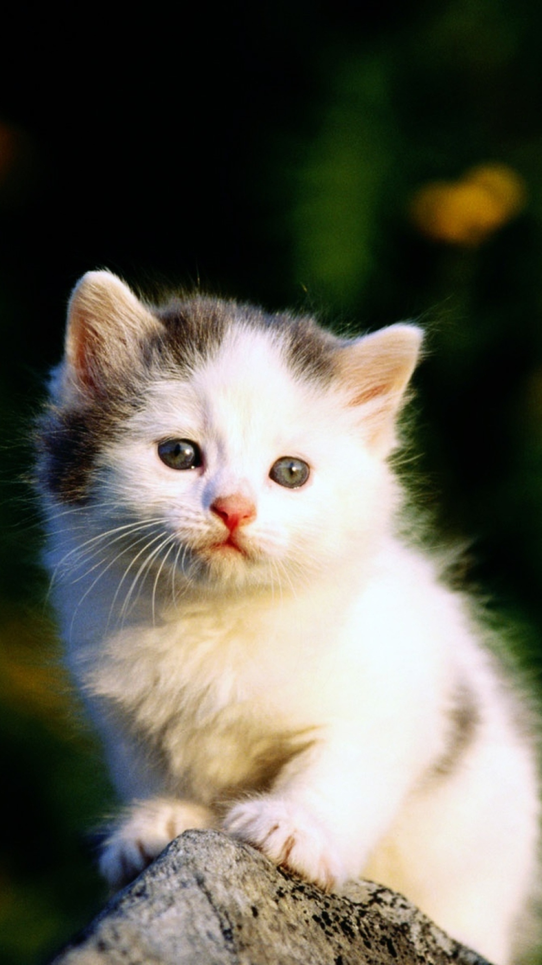 Fondo de pantalla White Kitten 1080x1920