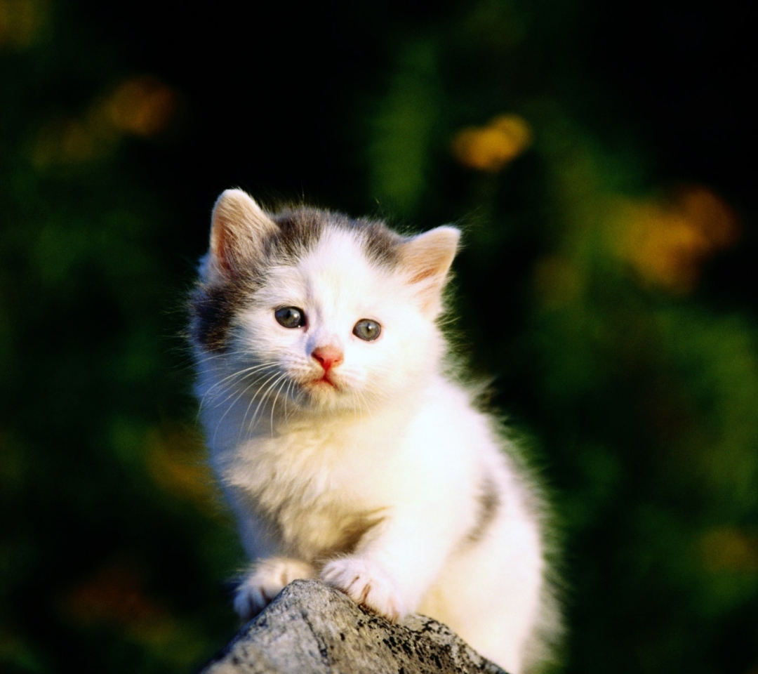 Fondo de pantalla White Kitten 1080x960