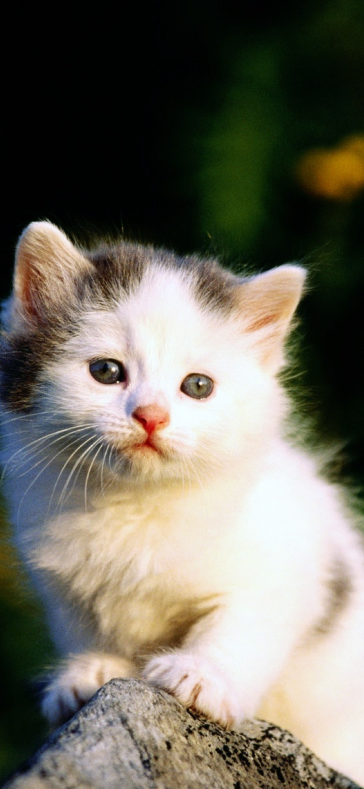 Fondo de pantalla White Kitten 1170x2532