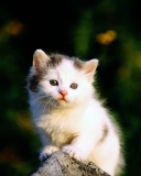 Sfondi White Kitten 128x160