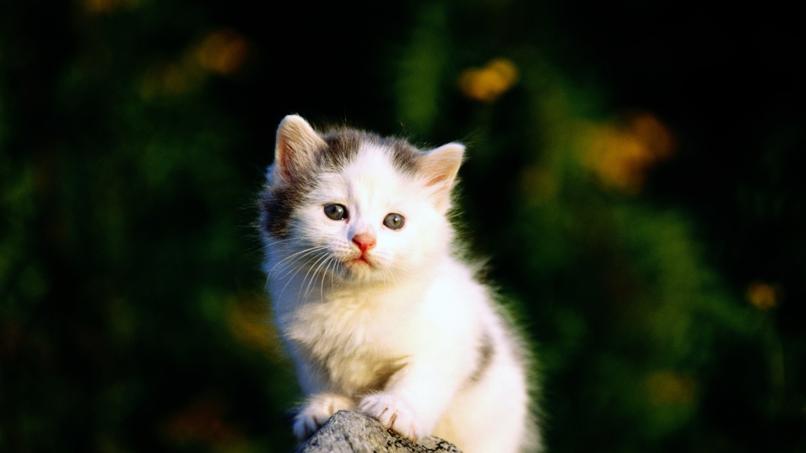 Fondo de pantalla White Kitten 1600x900