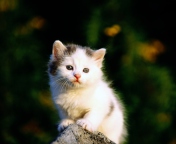 Fondo de pantalla White Kitten 176x144