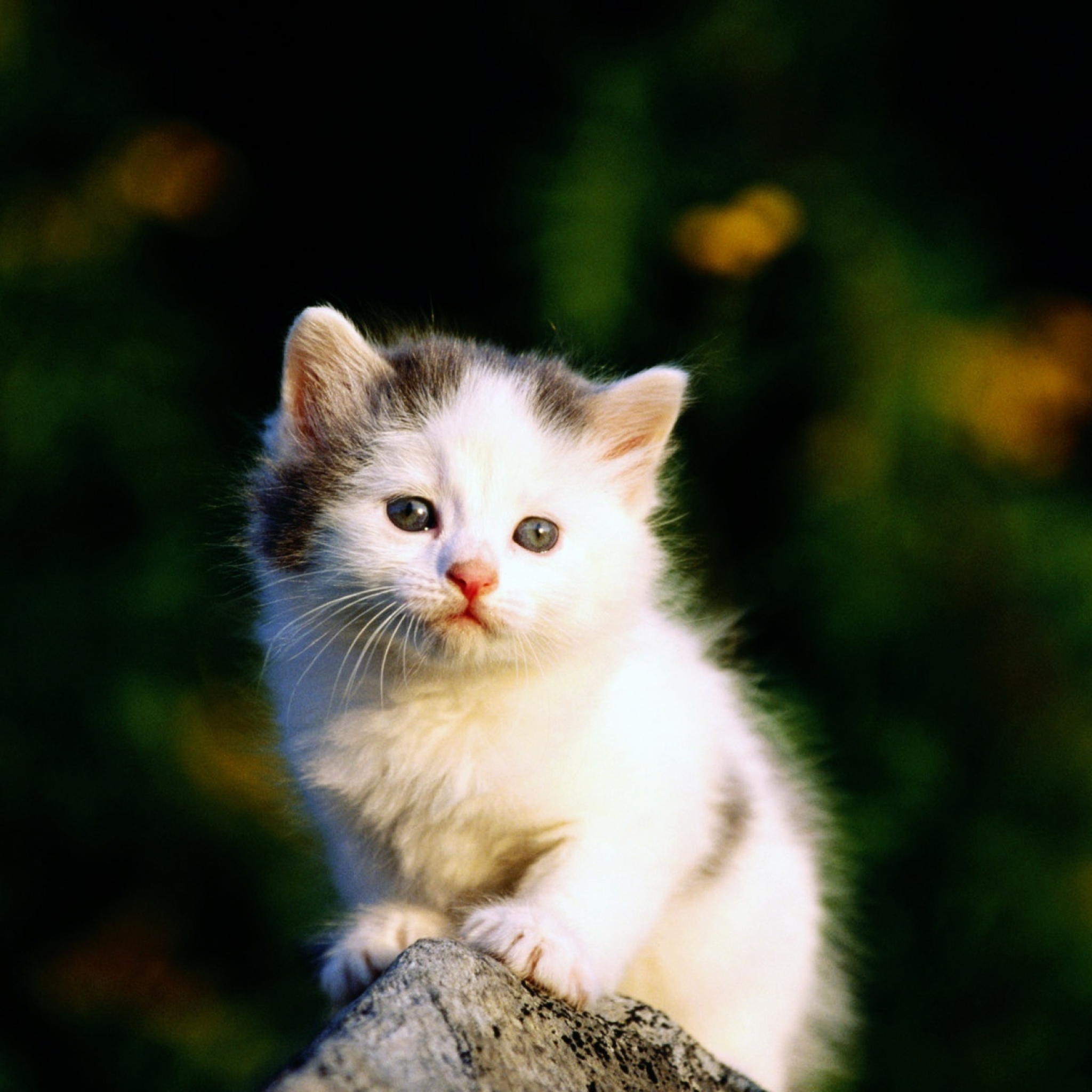 Обои White Kitten 2048x2048