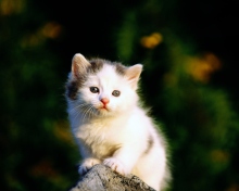 Das White Kitten Wallpaper 220x176