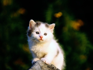 Fondo de pantalla White Kitten 320x240