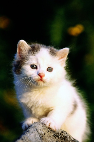 Sfondi White Kitten 320x480