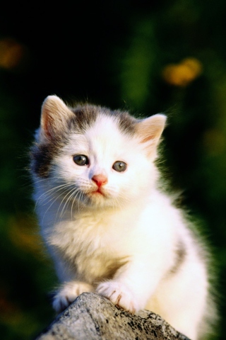 Das White Kitten Wallpaper 320x480