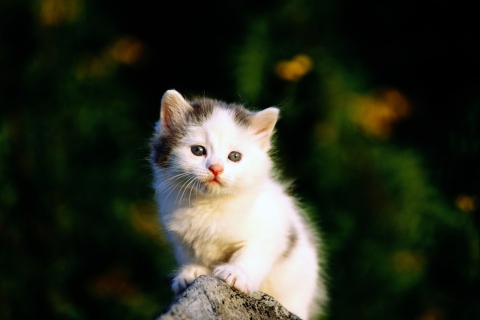 Fondo de pantalla White Kitten 480x320