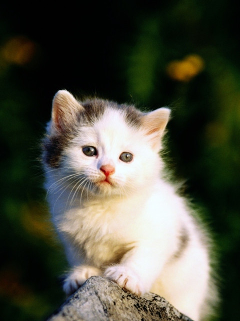 Sfondi White Kitten 480x640