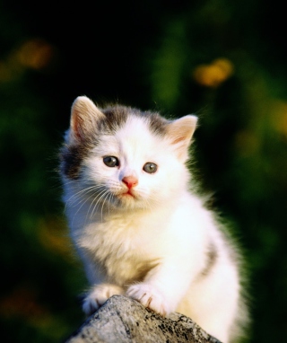 White Kitten - Obrázkek zdarma pro LG Cosmos Touch