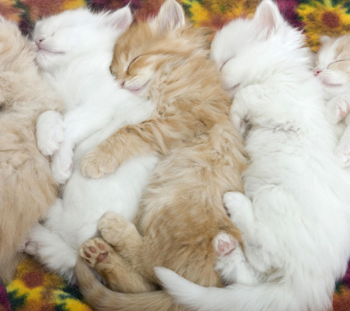 Kitten's Hug wallpaper 1440x1280