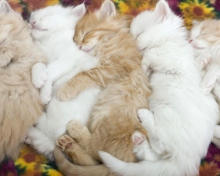 Обои Kitten's Hug 220x176