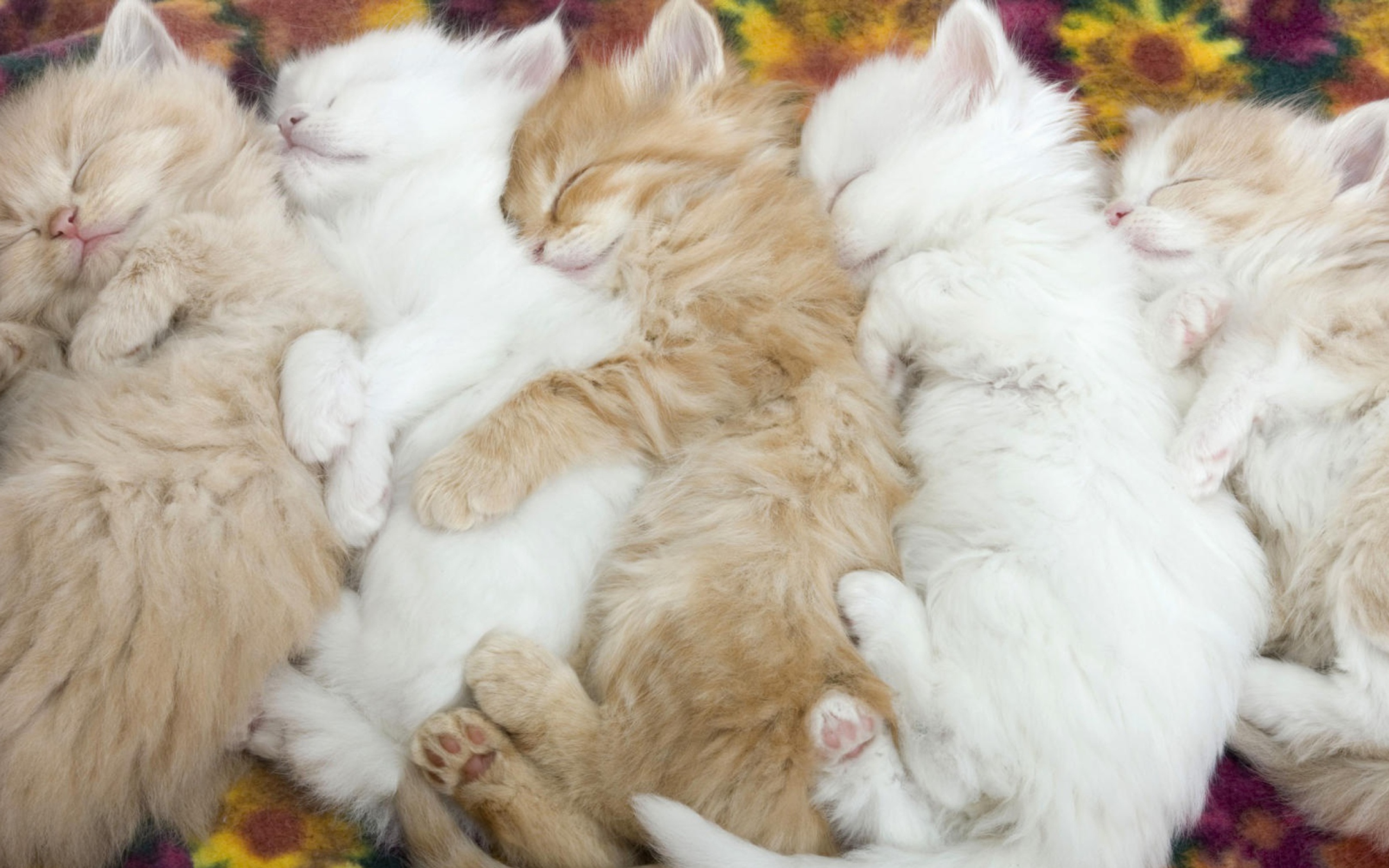 Sfondi Kitten's Hug 2560x1600