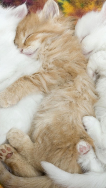 Kitten's Hug wallpaper 360x640