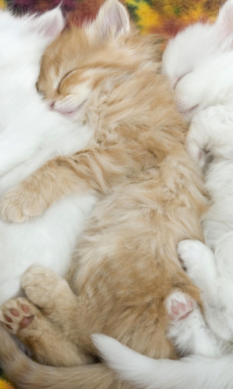 Das Kitten's Hug Wallpaper 480x800