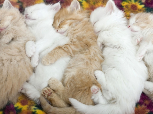 Kitten's Hug wallpaper 640x480