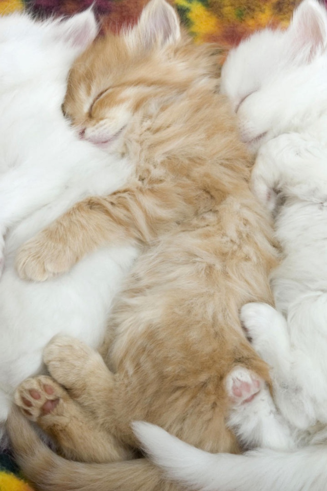 Обои Kitten's Hug 640x960