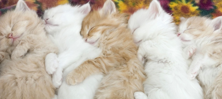 Kitten's Hug screenshot #1 720x320