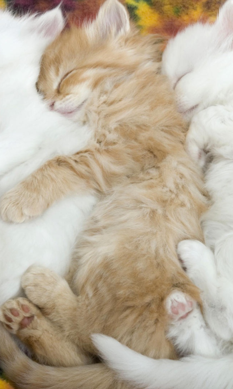 Fondo de pantalla Kitten's Hug 768x1280