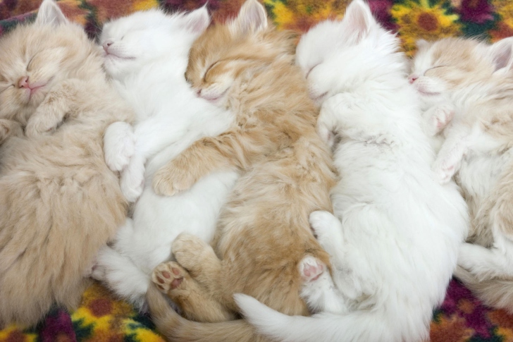 Das Kitten's Hug Wallpaper