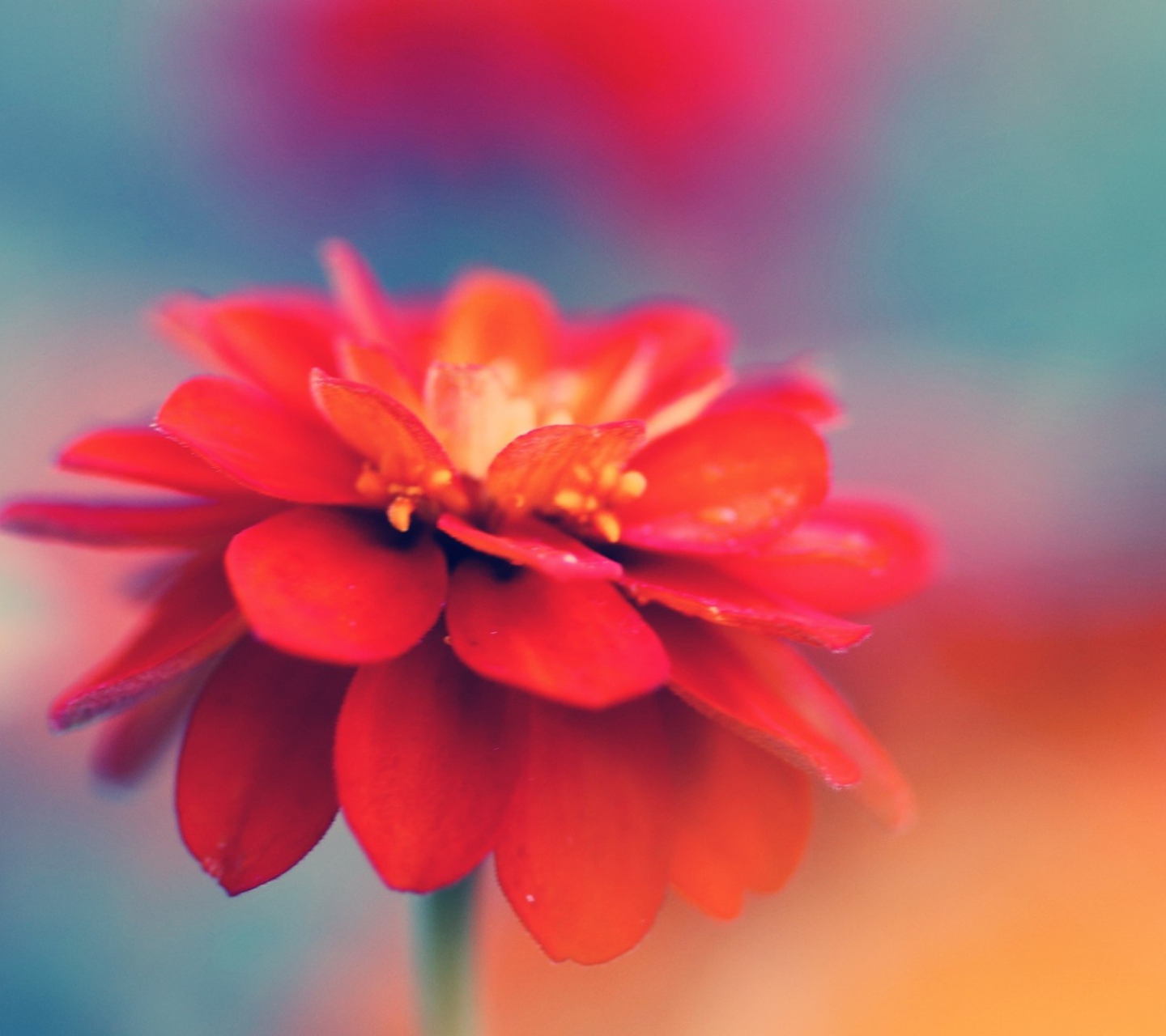 Single Red Flower screenshot #1 1440x1280