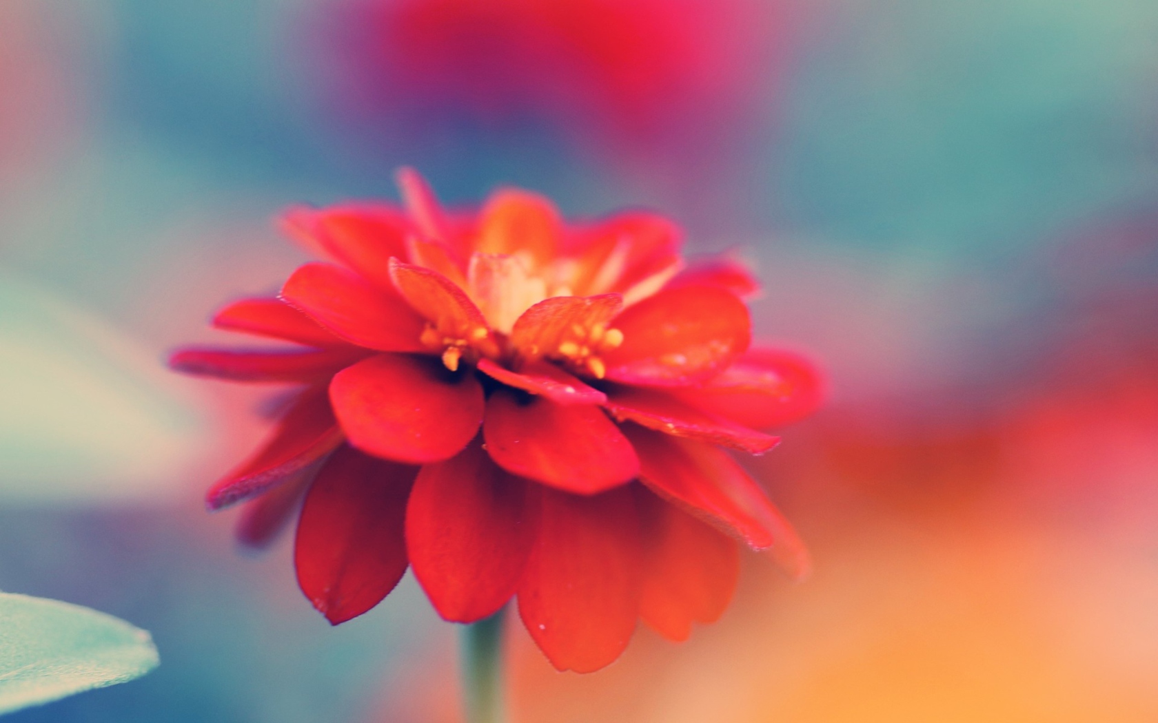 Single Red Flower wallpaper 1680x1050