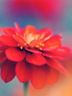 Single Red Flower screenshot #1 240x320