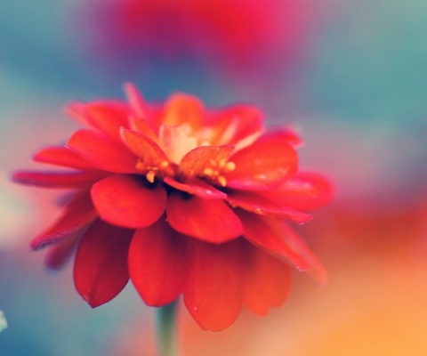 Single Red Flower screenshot #1 480x400