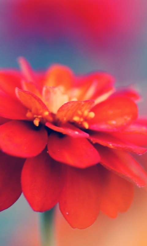 Single Red Flower screenshot #1 480x800