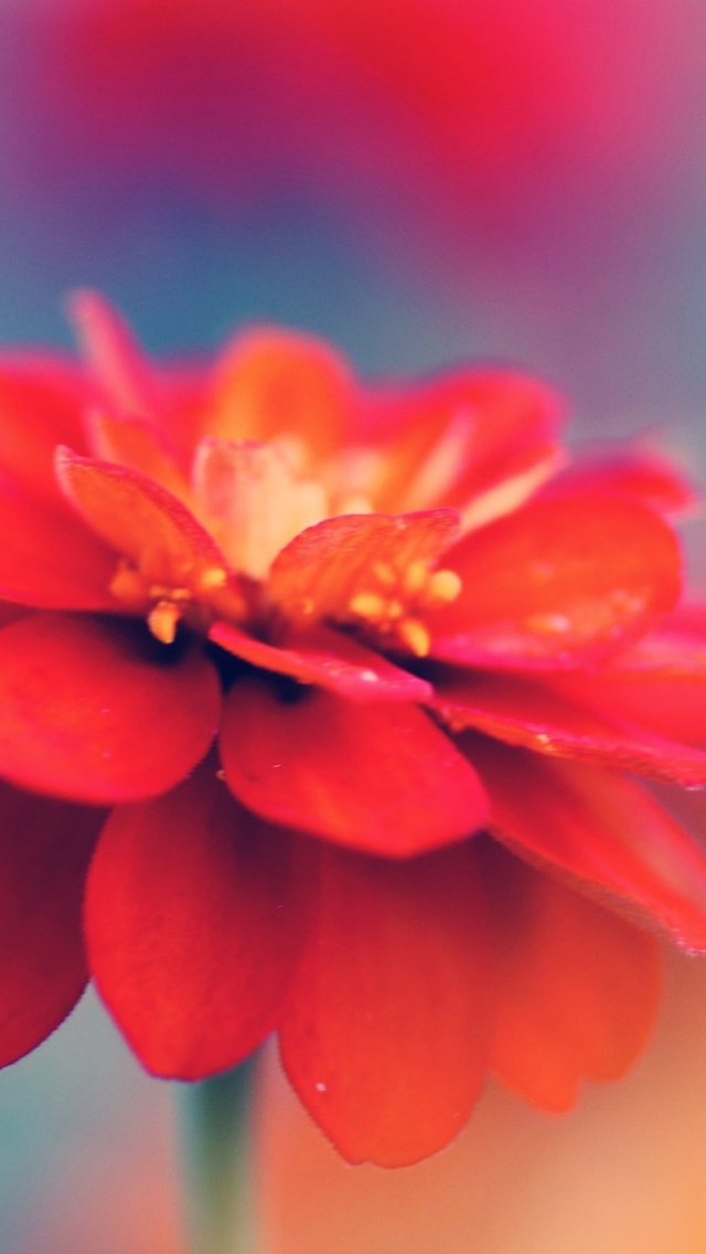 Single Red Flower screenshot #1 640x1136