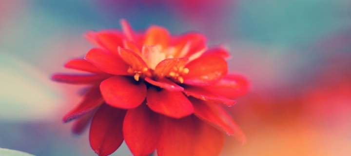 Single Red Flower screenshot #1 720x320