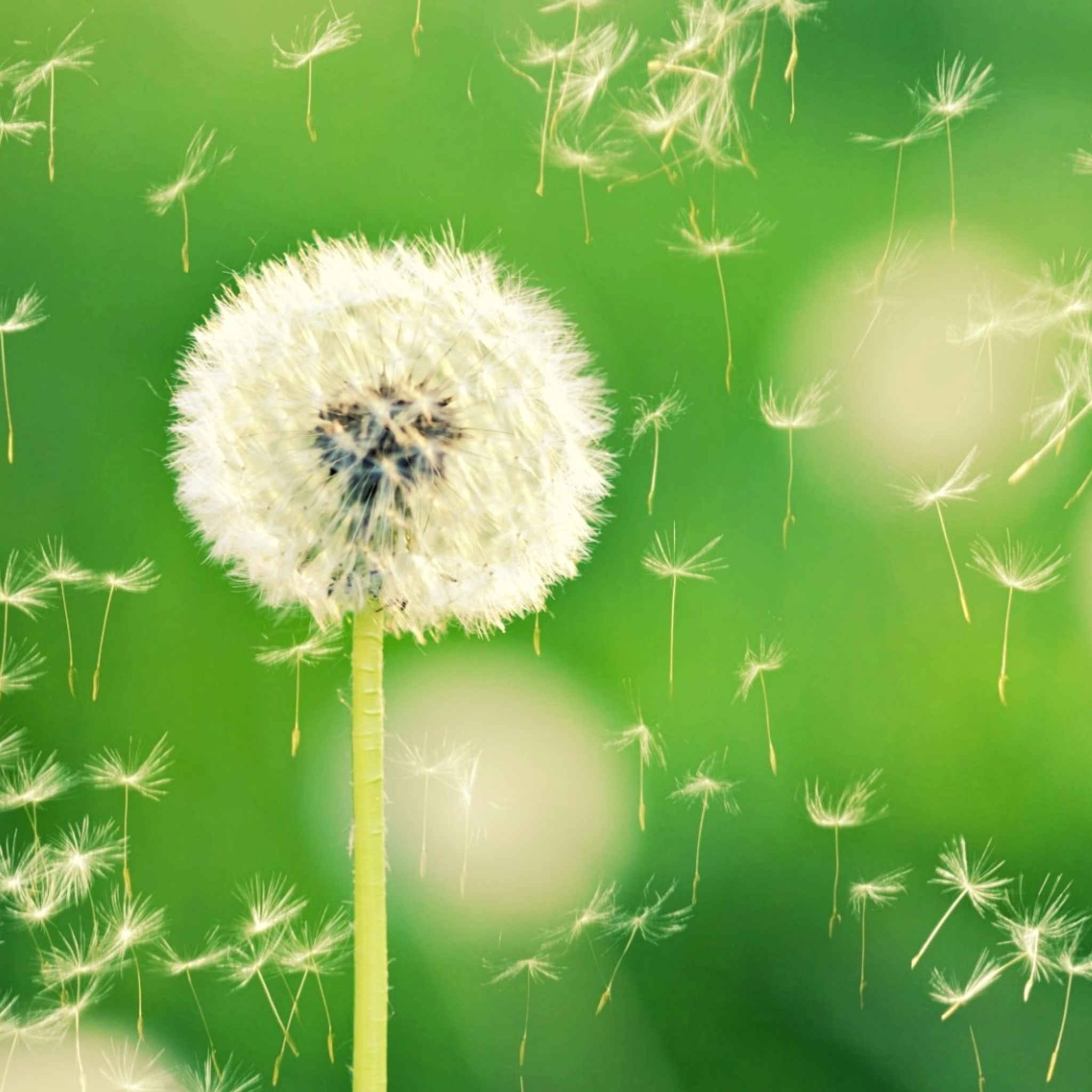 Обои Flying Dandelions 2048x2048