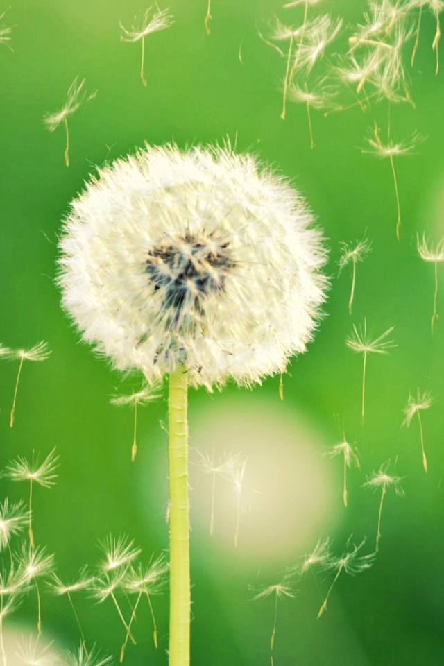 Das Flying Dandelions Wallpaper 640x960