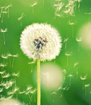 Flying Dandelions Background for LG Swift