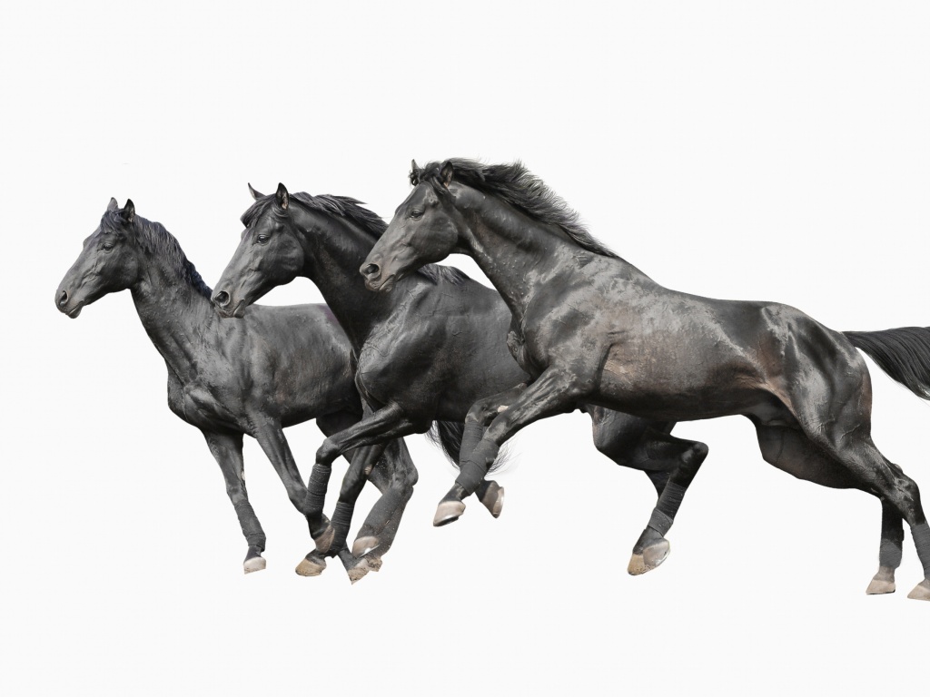 Sfondi Black horses 1024x768