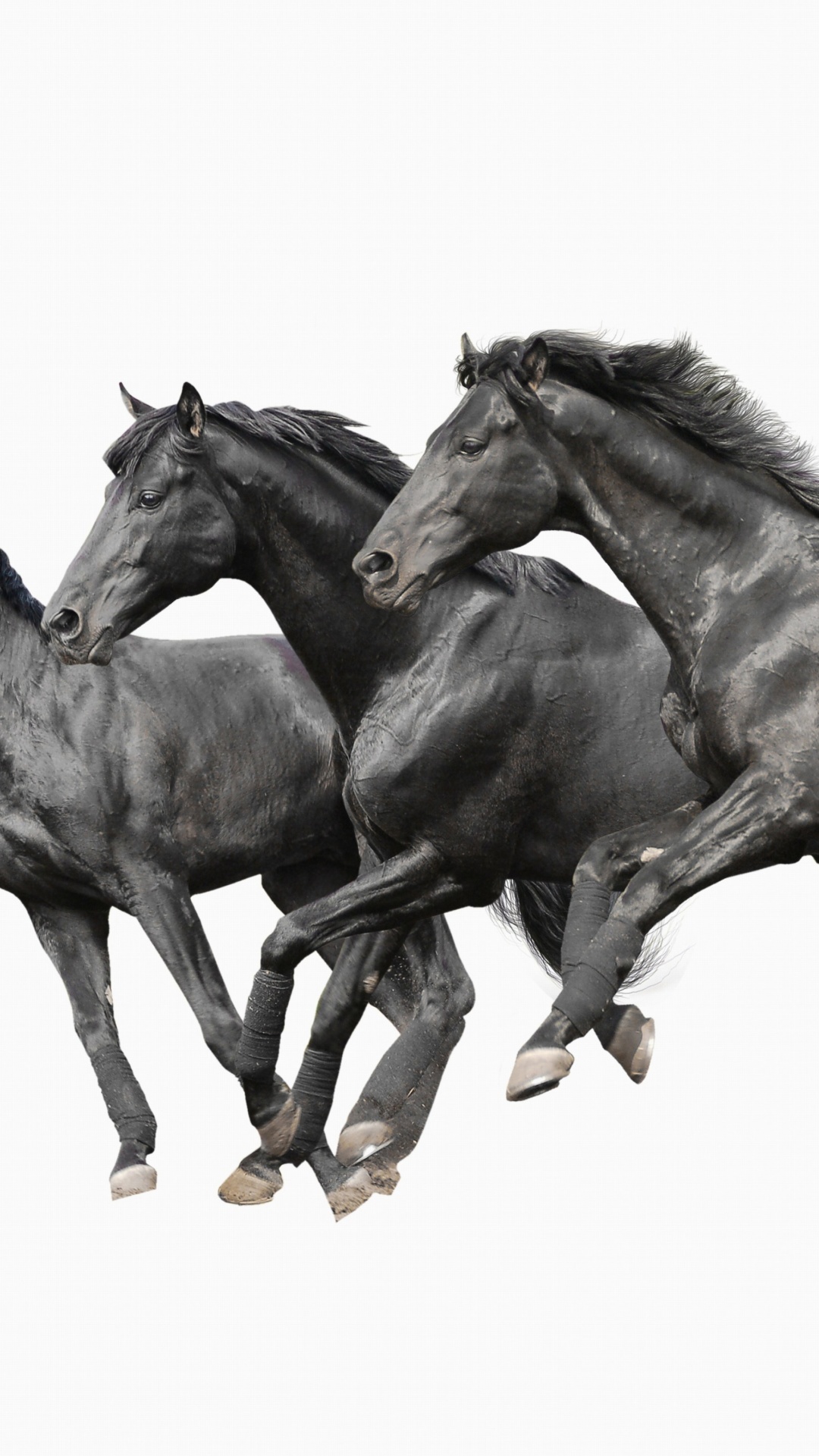 Sfondi Black horses 1080x1920