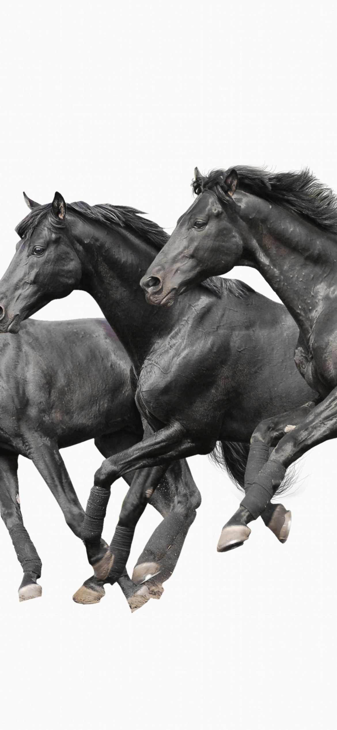 Fondo de pantalla Black horses 1170x2532