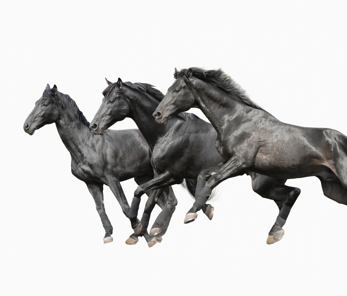 Black horses screenshot #1 1200x1024