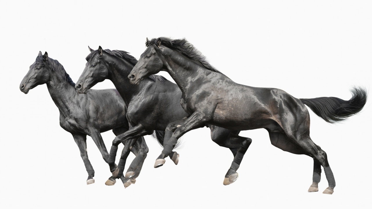 Fondo de pantalla Black horses 1280x720