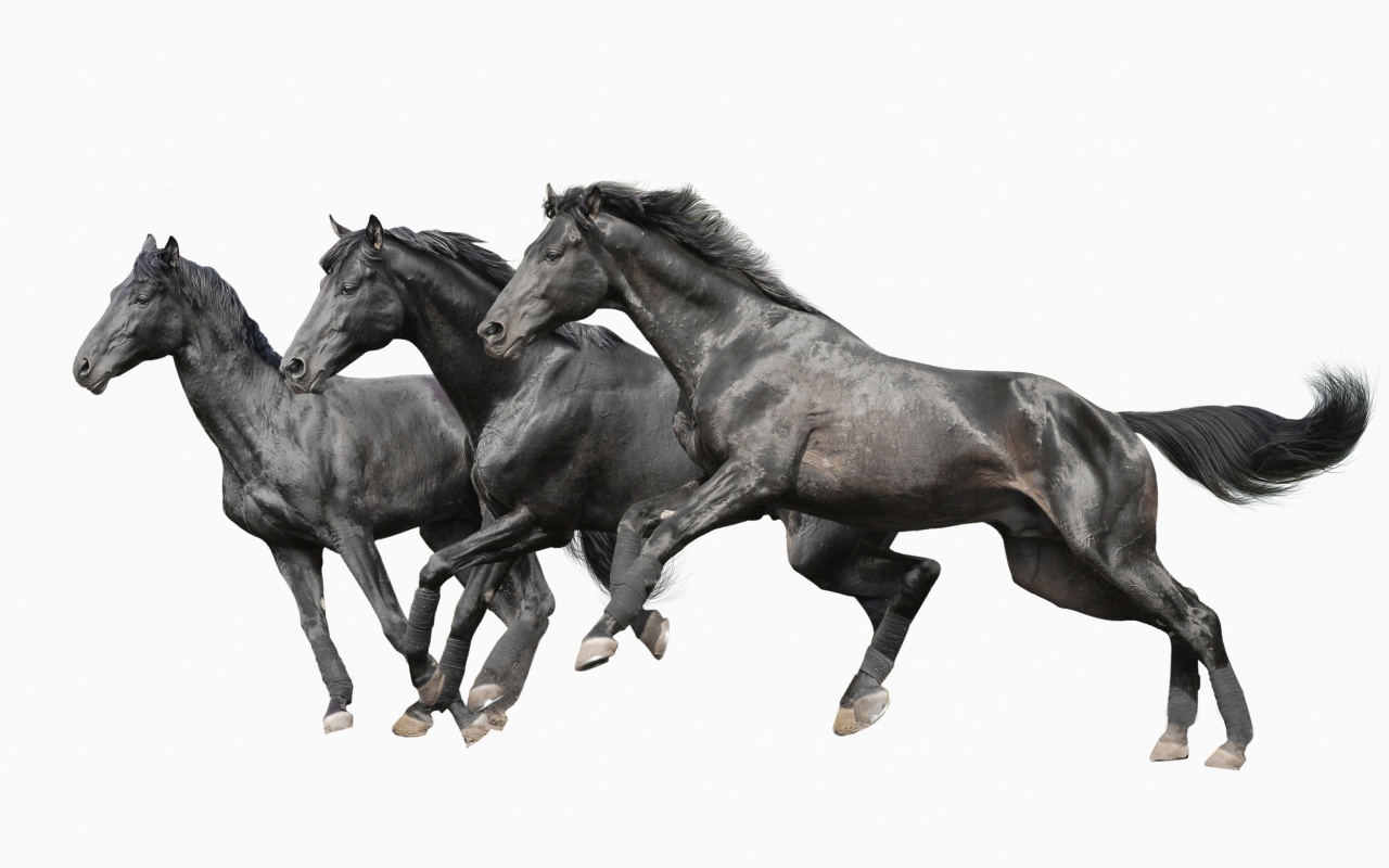 Screenshot №1 pro téma Black horses 1280x800