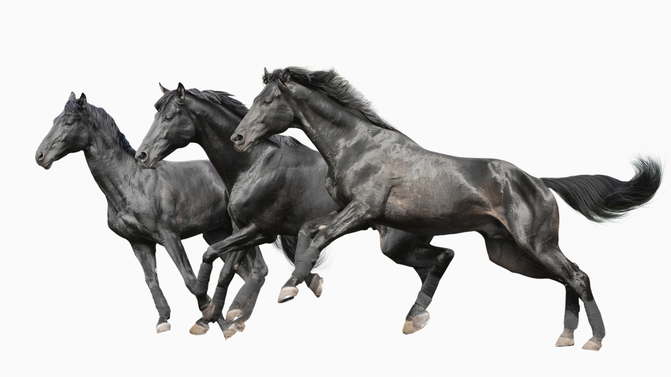 Обои Black horses 1366x768