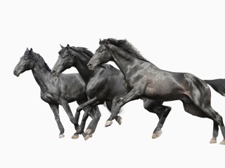 Sfondi Black horses 320x240