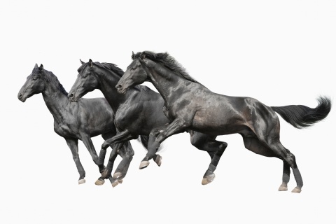 Black horses wallpaper 480x320