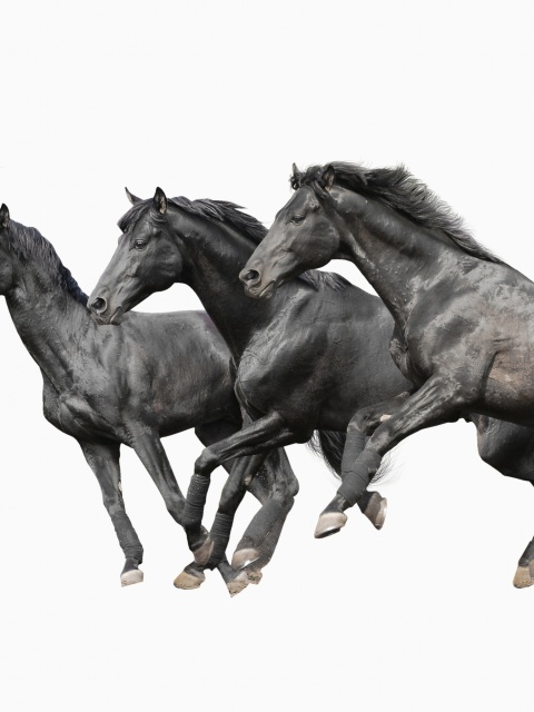 Black horses wallpaper 480x640