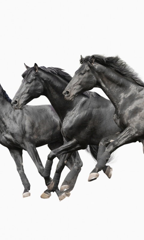 Black horses screenshot #1 480x800